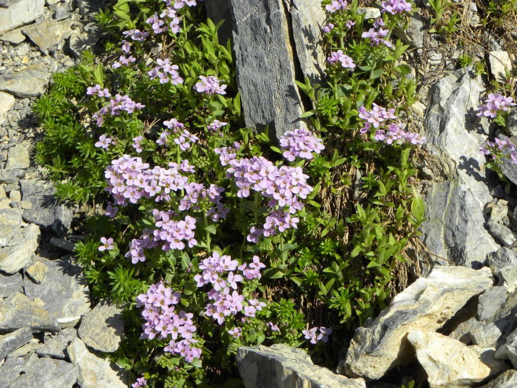 quale Thlaspi? Noccaea cfr. rotundifolia (ex Thlaspi)